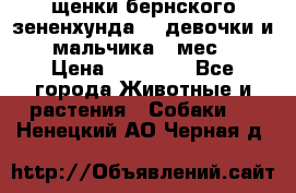 щенки бернского зененхунда. 2 девочки и 2 мальчика(2 мес.) › Цена ­ 22 000 - Все города Животные и растения » Собаки   . Ненецкий АО,Черная д.